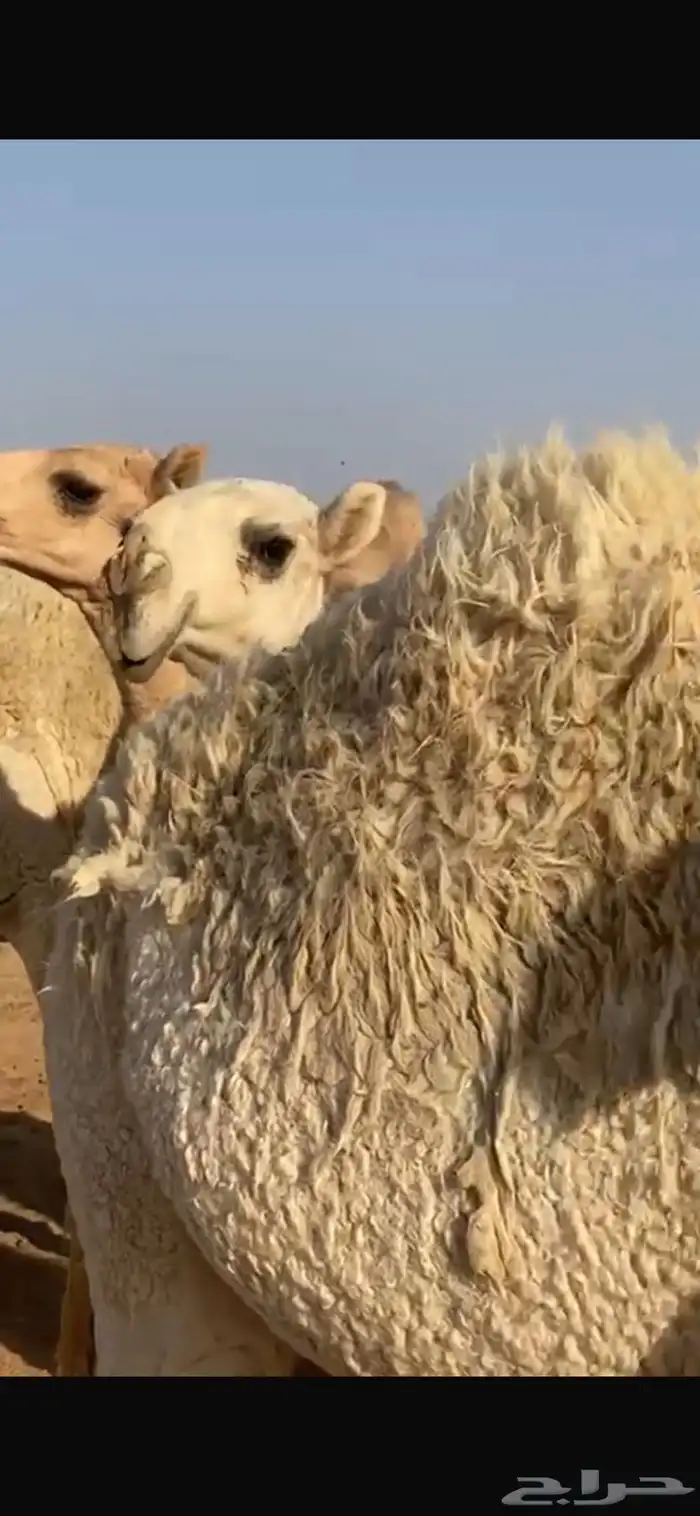فحل اوضح علياني كفو 10