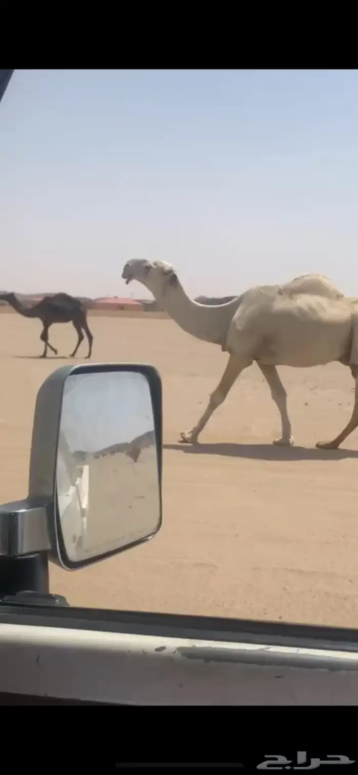 للبيع البعير الأوضح الكفو 0