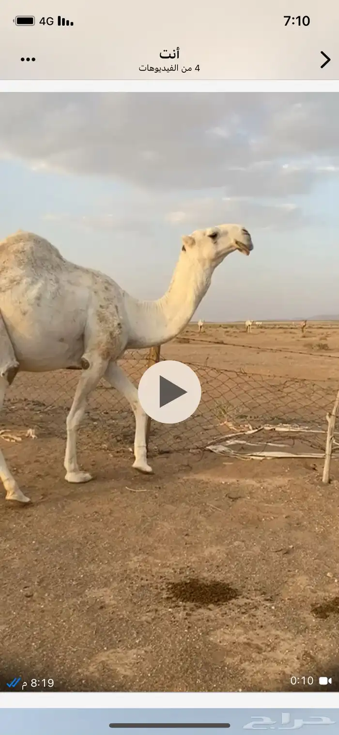 فحل اوضح علياني كفو 2