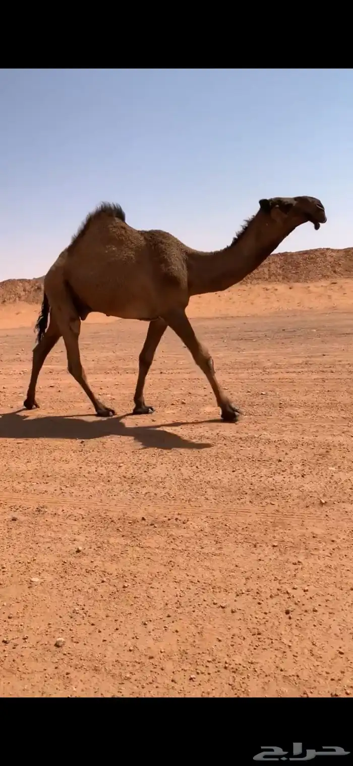 قعود دبياني أبوه عليان بعير ابن مانع الشكره 8