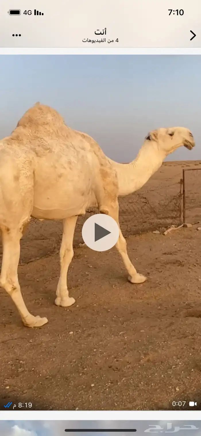 فحل اوضح علياني كفو 4