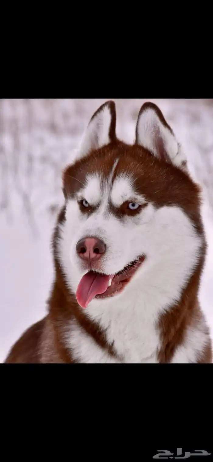 للبيع هاسكي أمريكي 1