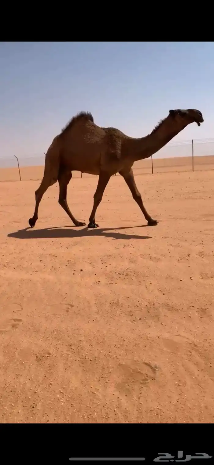 قعود دبياني أبوه عليان بعير ابن مانع الشكره 3
