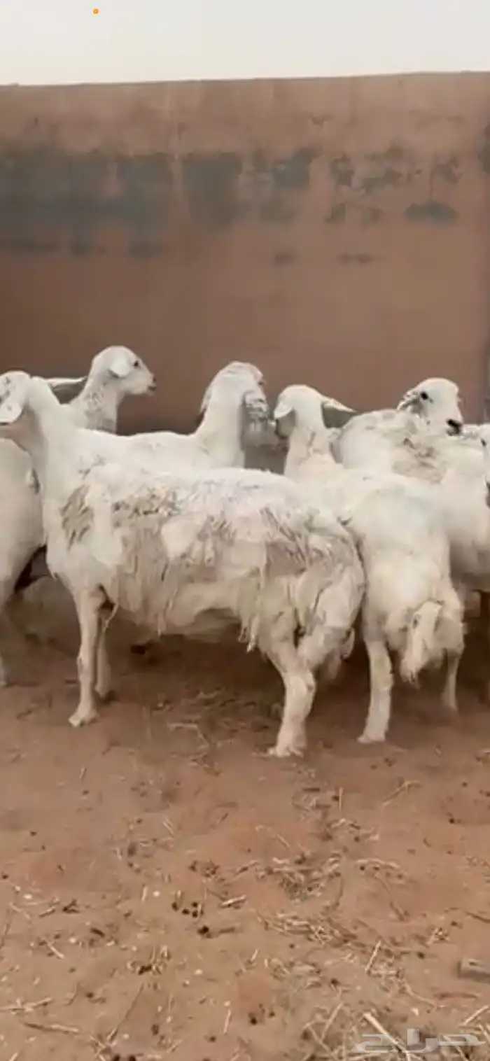 غنم حري للبيع شرق الدوادمي 0