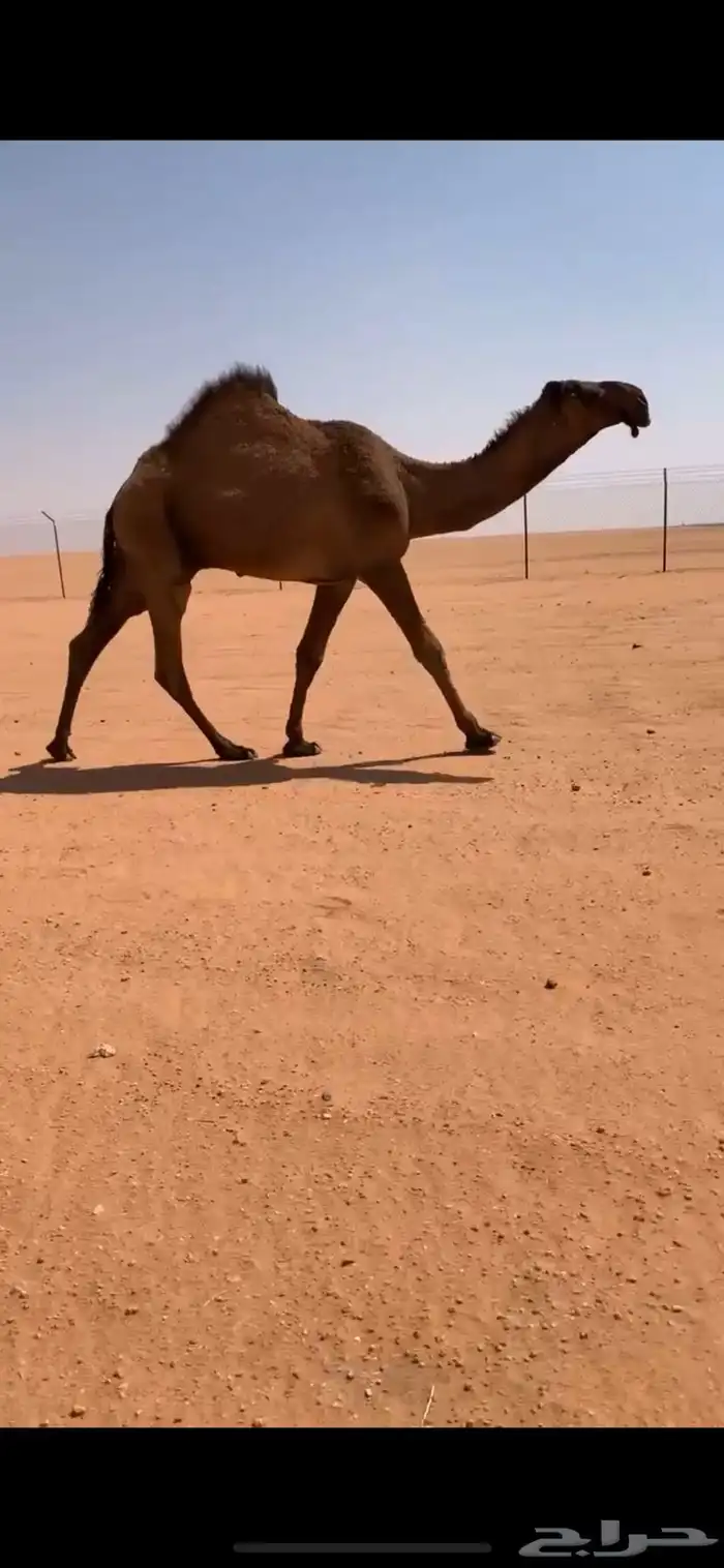 قعود دبياني أبوه عليان بعير ابن مانع الشكره 5
