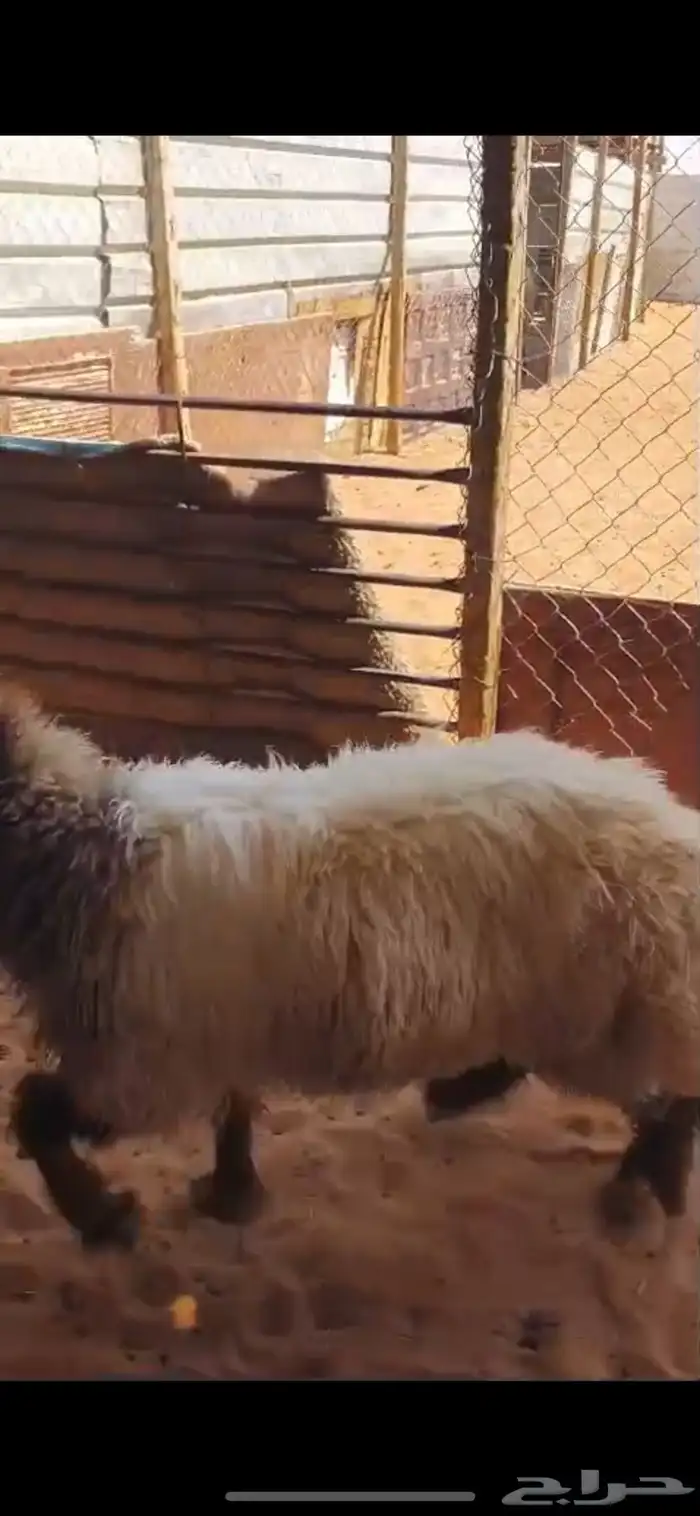رخل نعيمي طيبه جدا 1