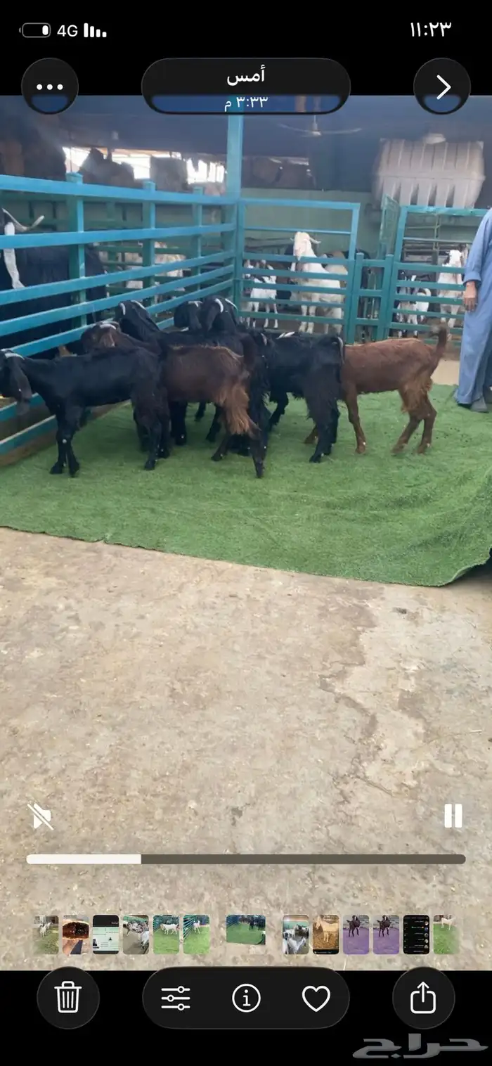 جفار قبرصيات 0
