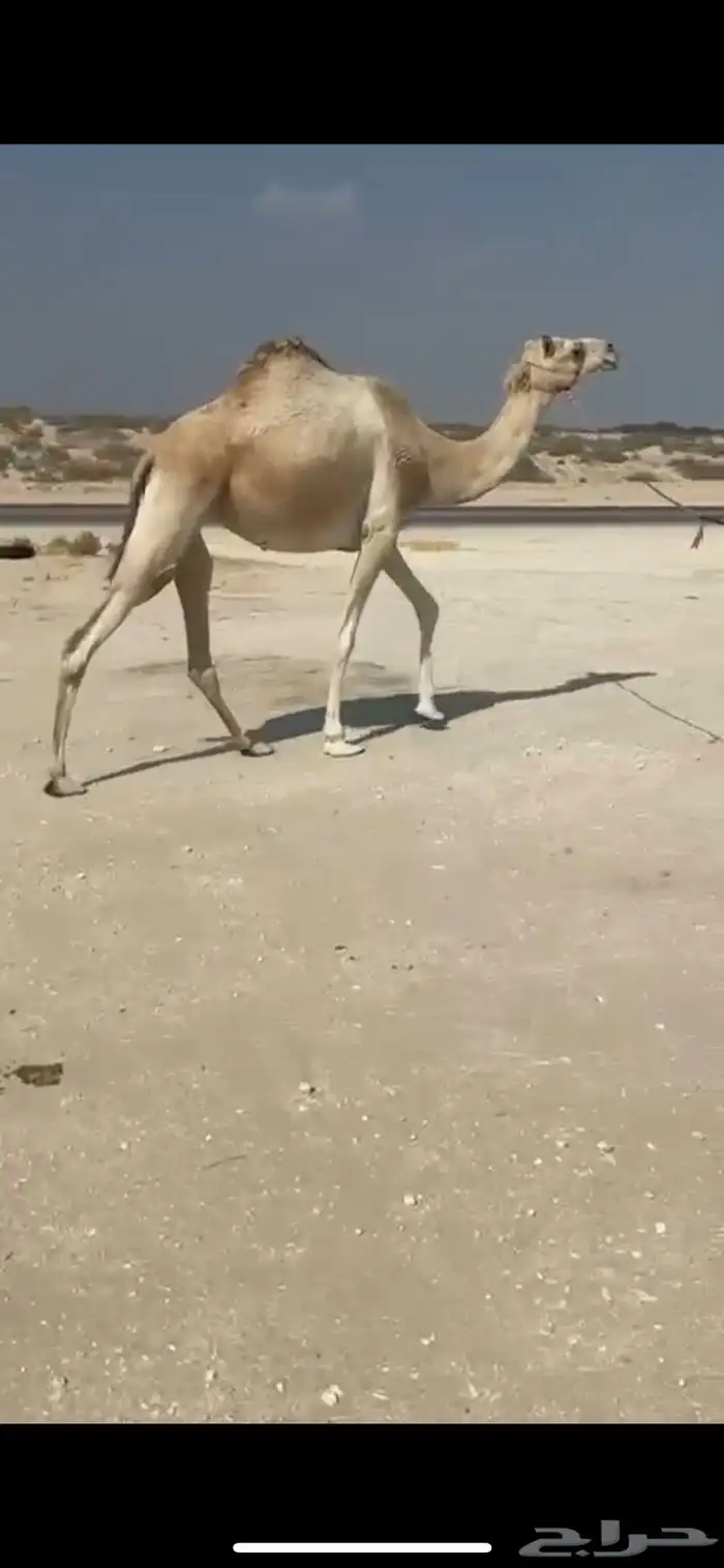 للبيع متلي مدني هجن 0