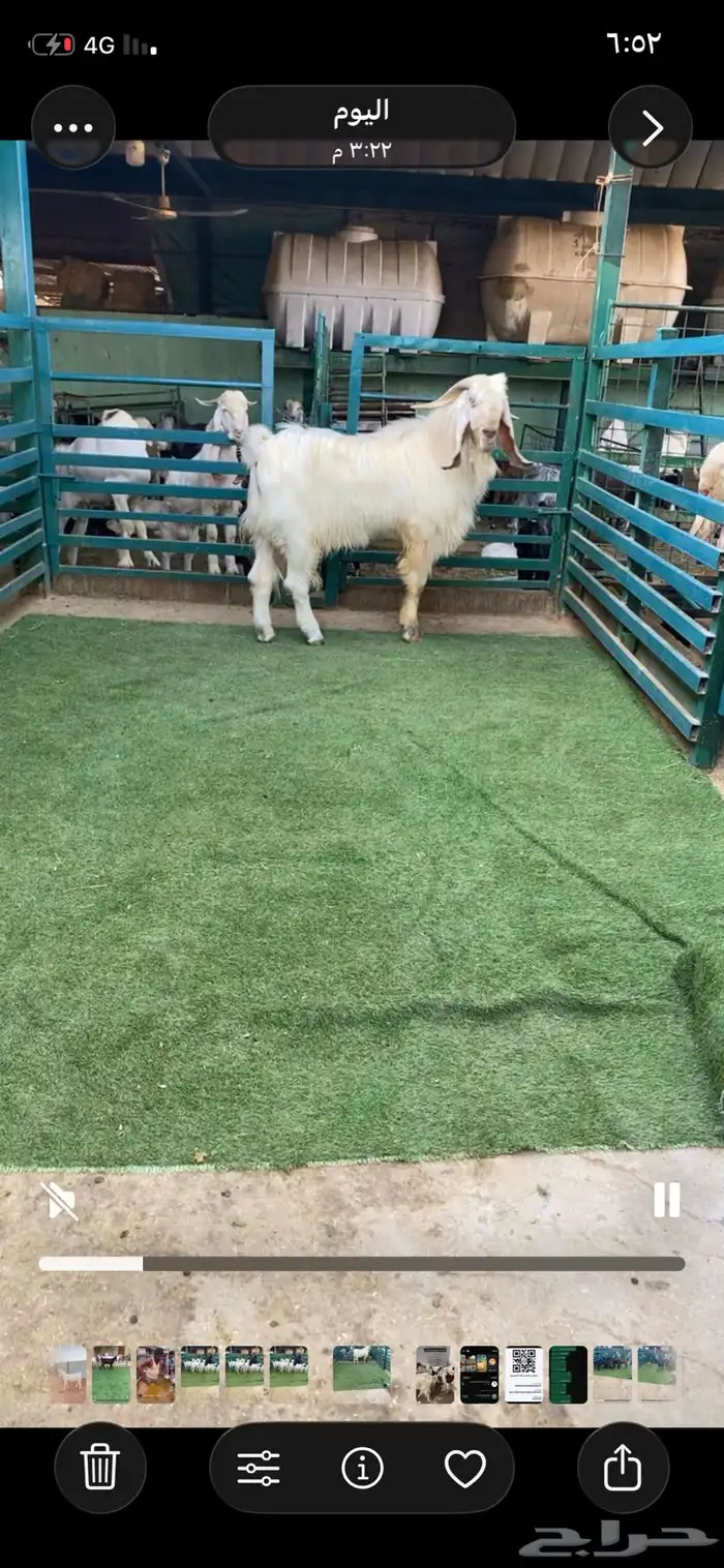 فحل مشروك جرم طيب 1