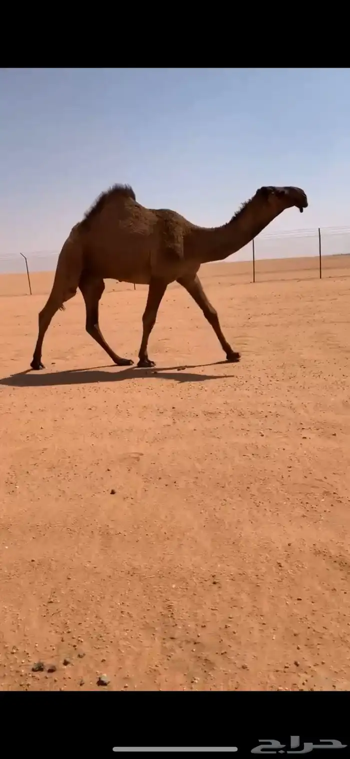 قعود دبياني أبوه عليان بعير ابن مانع الشكره 2