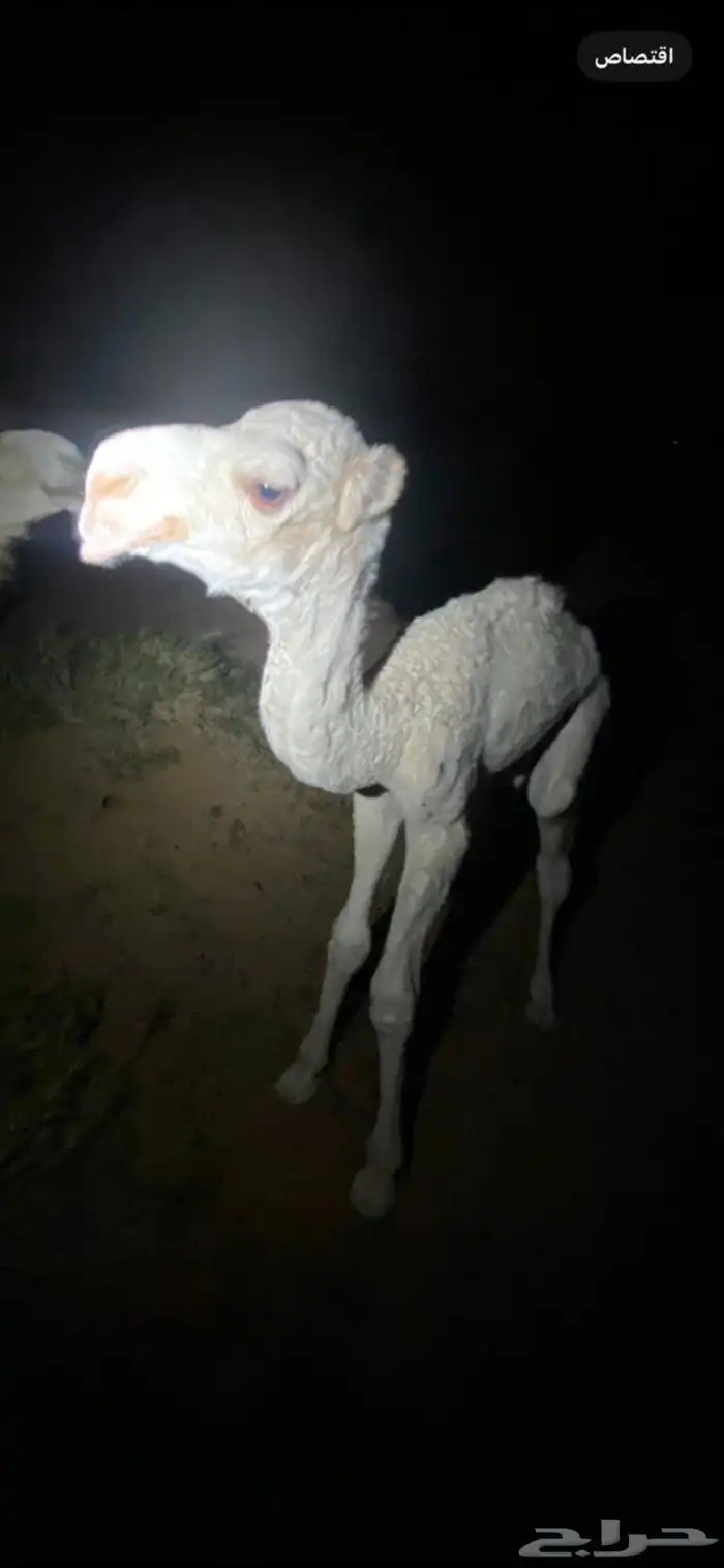 فحل اوضح علياني كفو 6