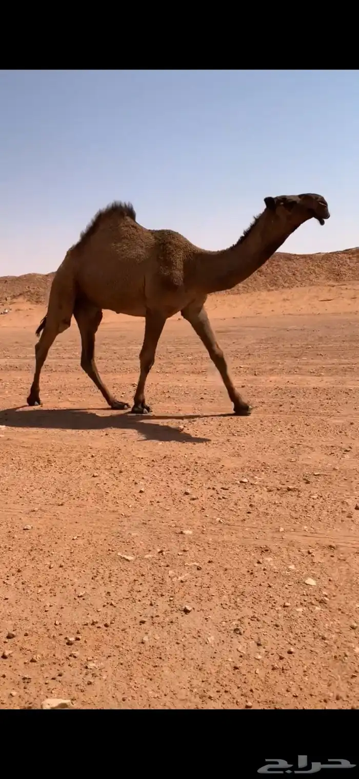 قعود دبياني أبوه عليان بعير ابن مانع الشكره 9