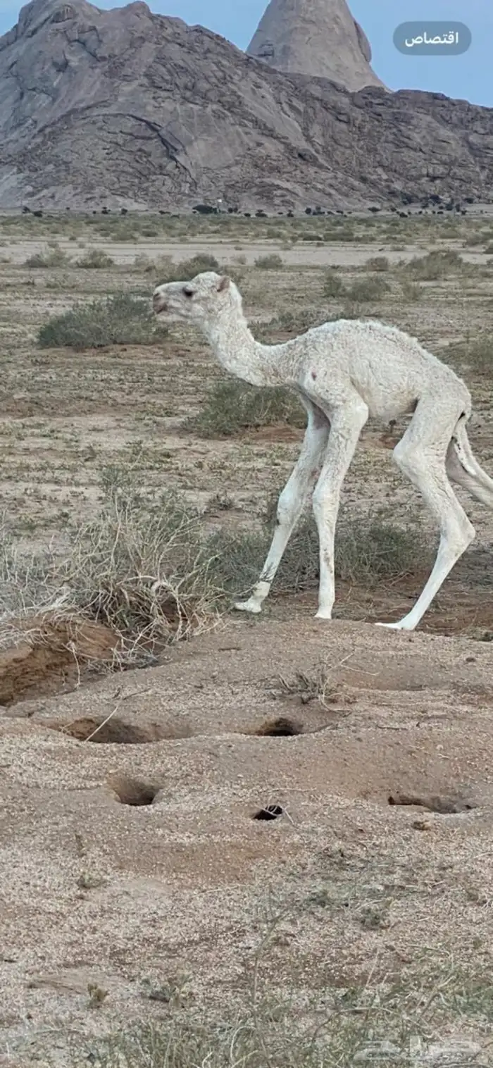 فحل اوضح علياني كفو 7