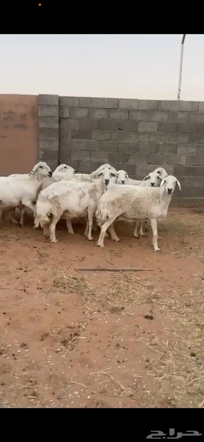 غنم حري للبيع شرق الدوادمي 3