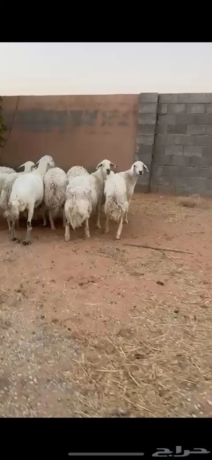 غنم حري للبيع شرق الدوادمي 2