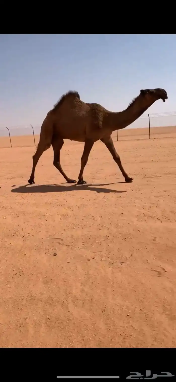 قعود دبياني أبوه عليان بعير ابن مانع الشكره 6