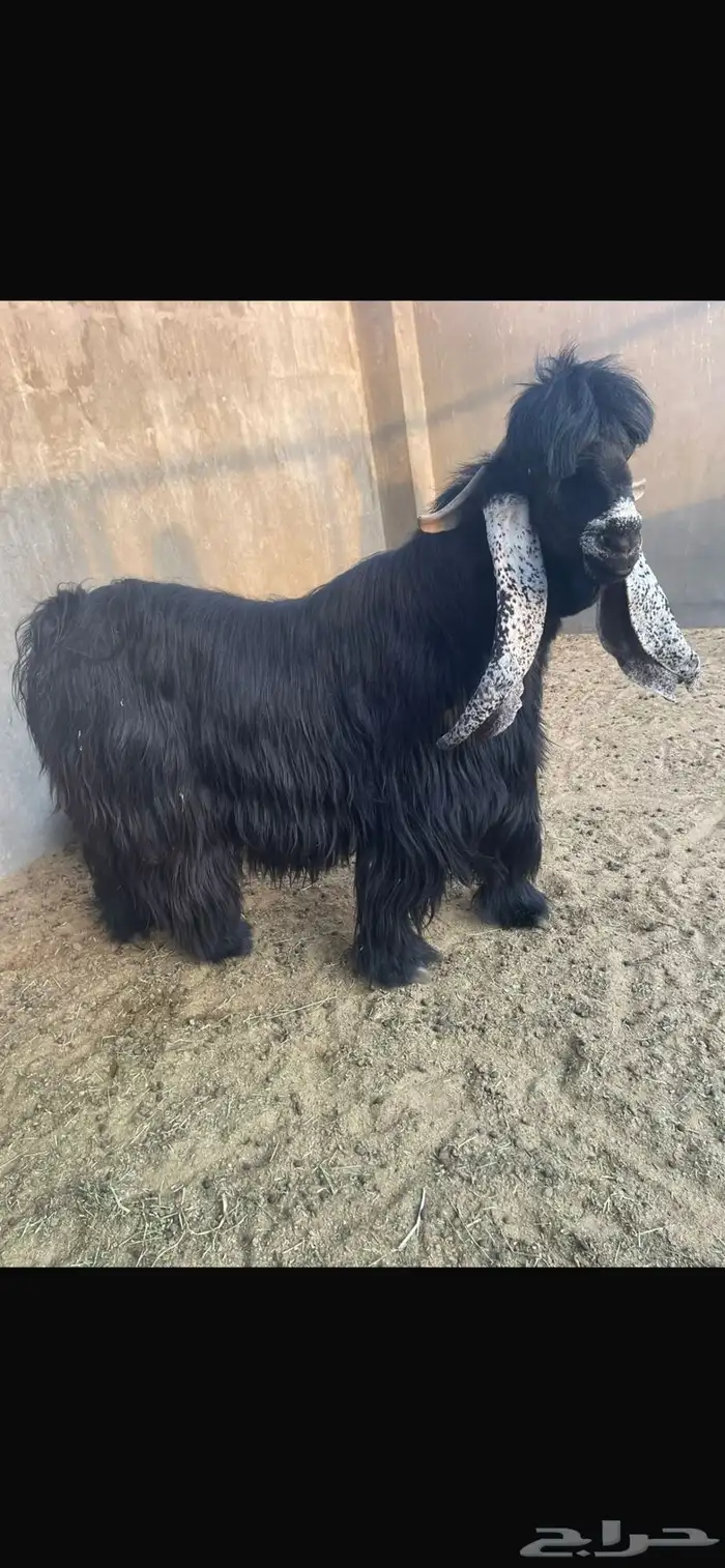 فحل عارضي بالاحساء الفديو آخر صوره اضغط عليها 4