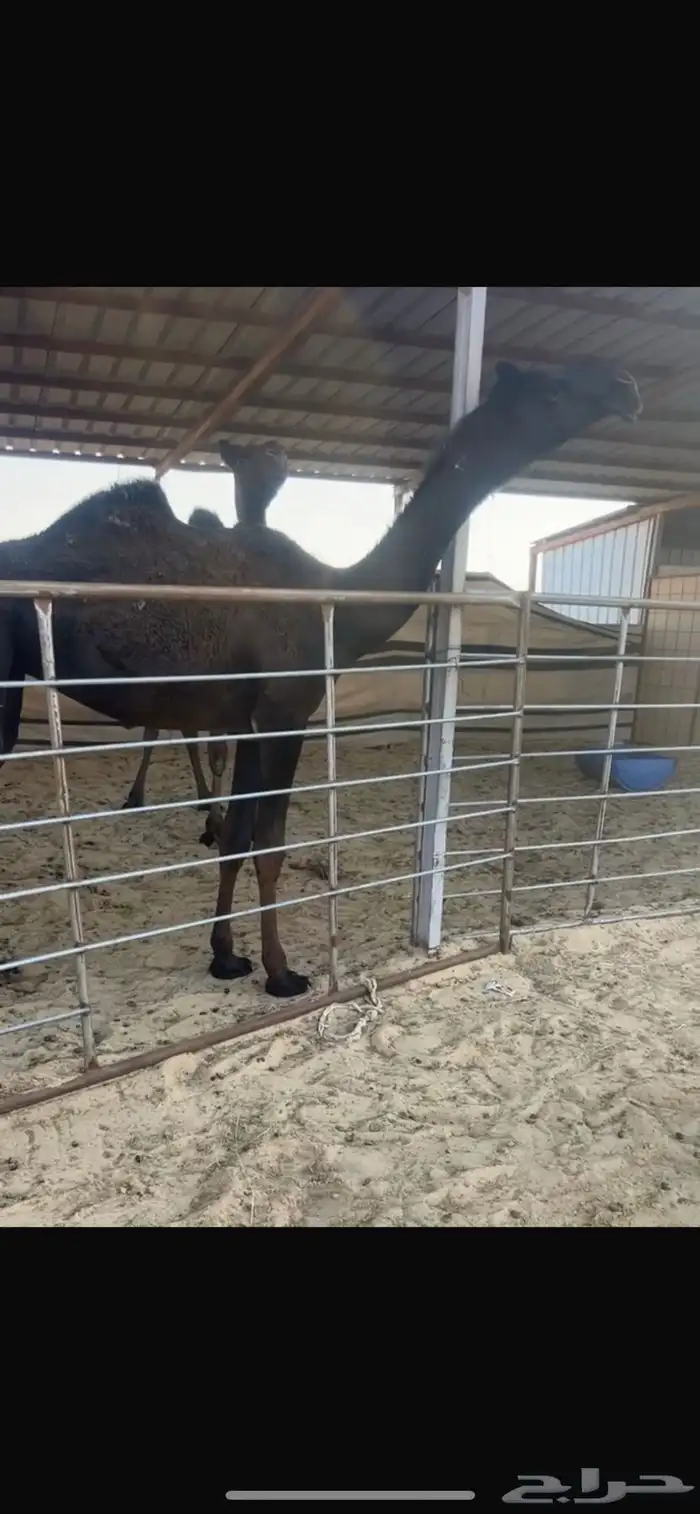 بكره مفروده 0