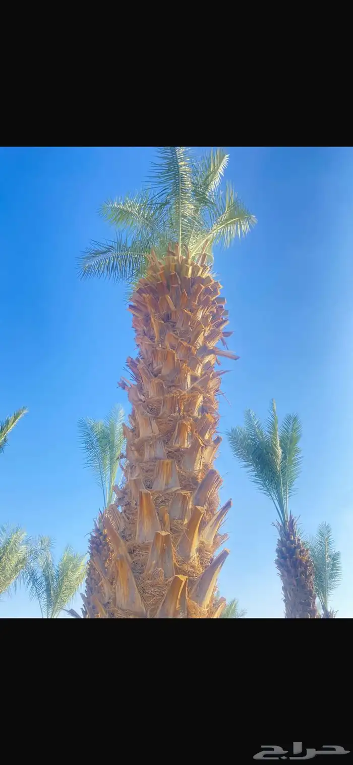 نخل 2