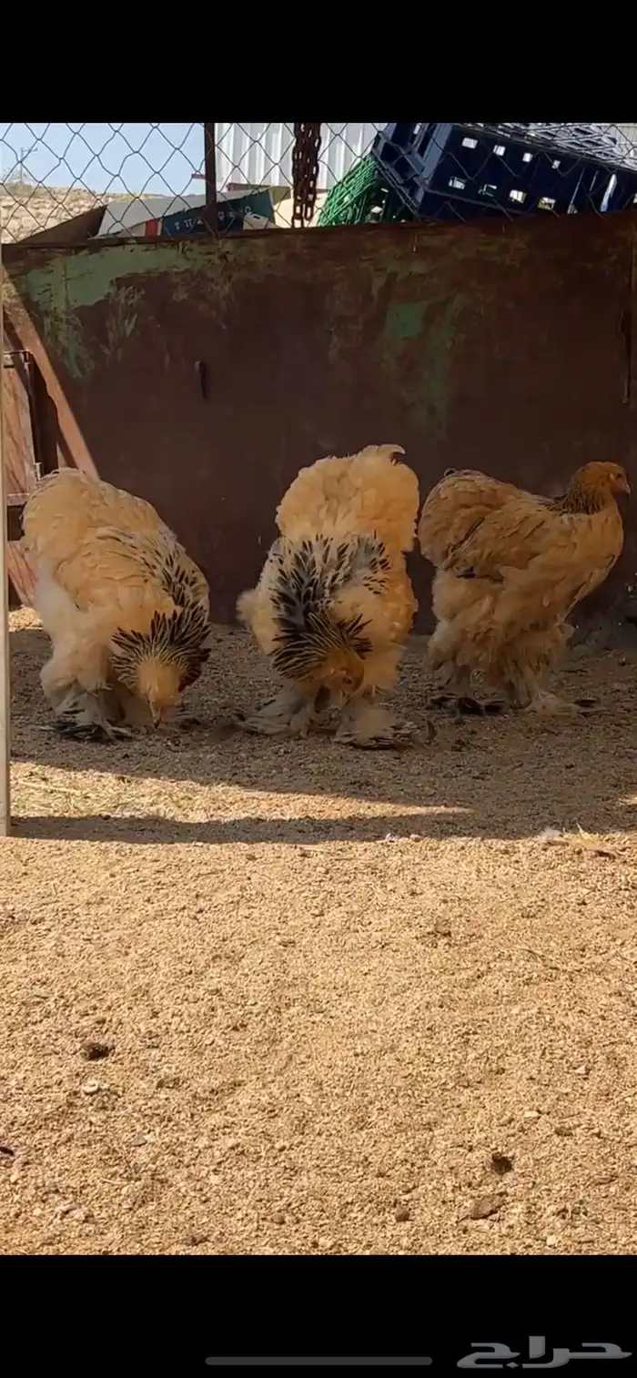 براهما بوف فاخر 1