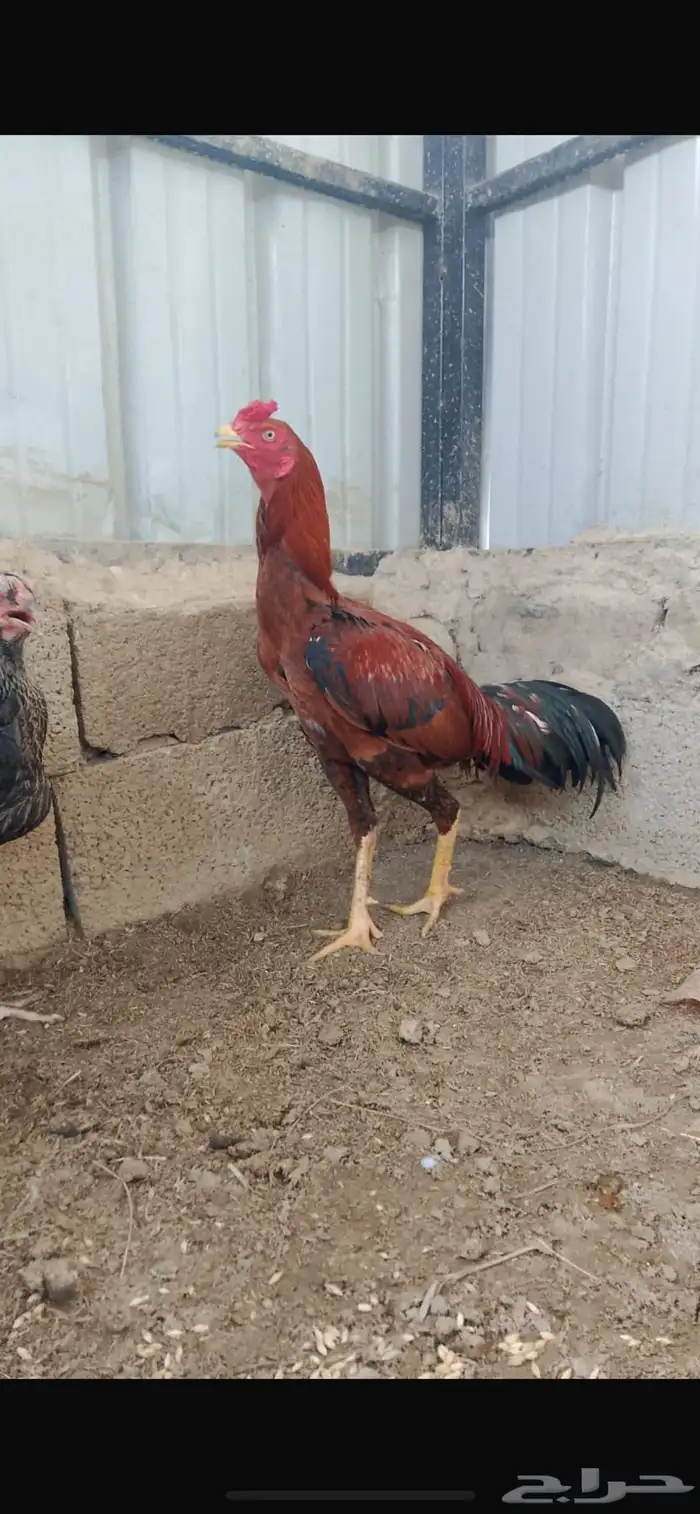 للبيع دجاج باكستاني الموقع الجايزه 1