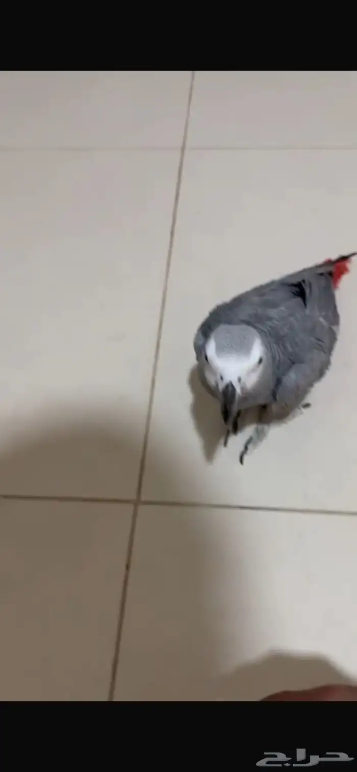 ببغاء كاسكو اليف حمام متكلم 2