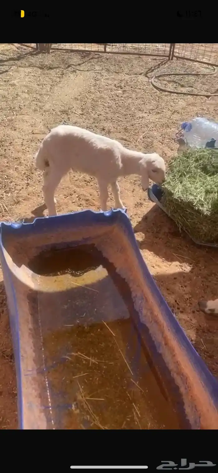 حريه متبع بطلي سلم وروم السن تامه 2