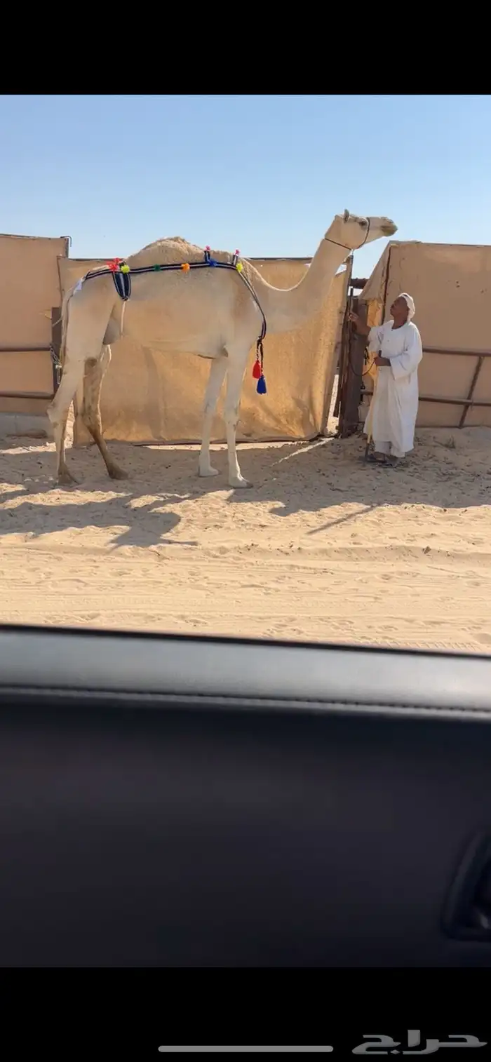 هجن 0