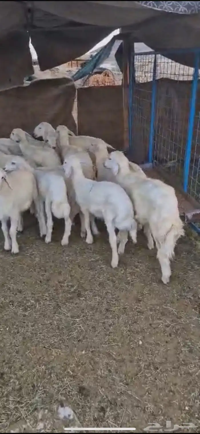 للبيع غنم حريات مواليد 7