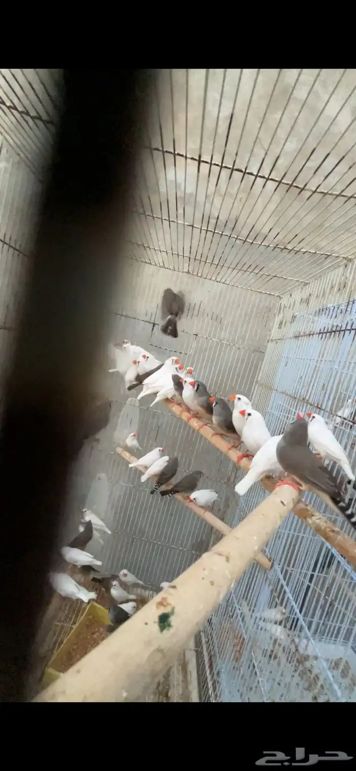 ماشاءالله أجواز زيبرا الحجم العادي منتجين 1