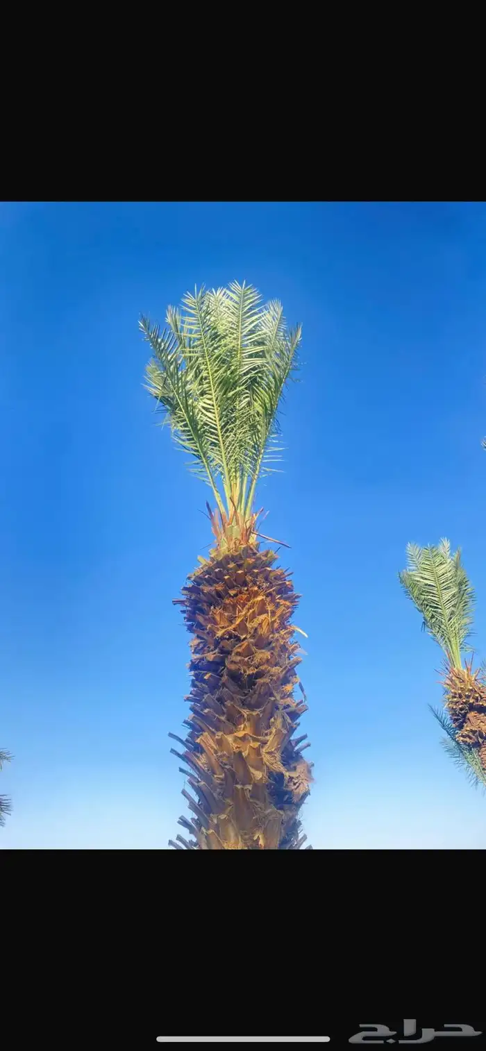 نخل 4