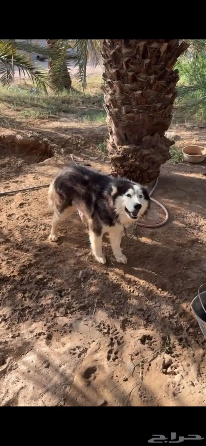 هاسكي للبيع 0