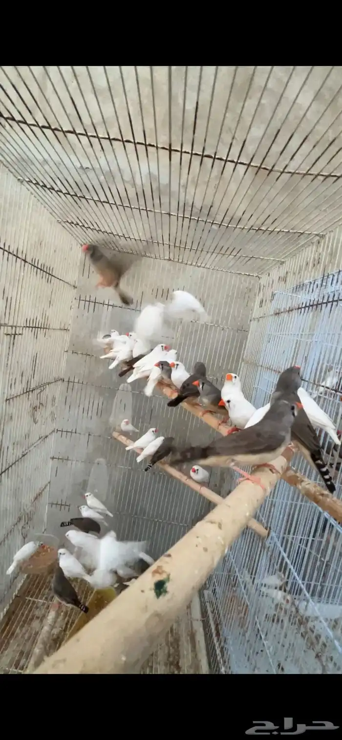 ماشاءالله أجواز زيبرا الحجم العادي منتجين 0