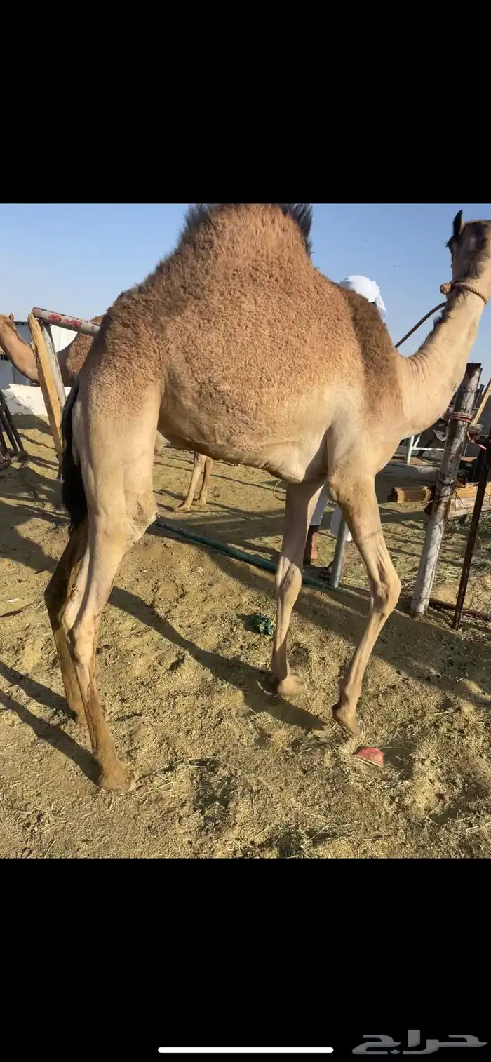 قعود مجمل كفو بلدي 2