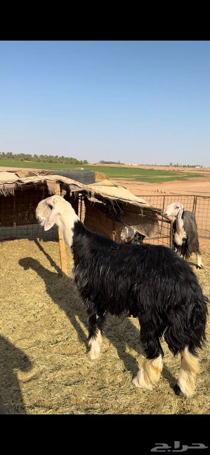 فحل نجدي صنف 1