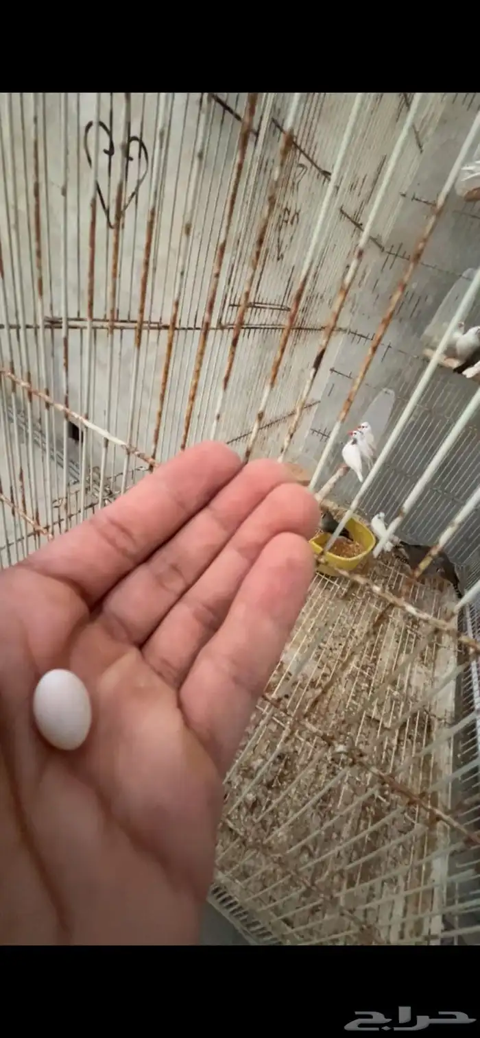 ماشاءالله أجواز زيبرا الحجم العادي منتجين 2