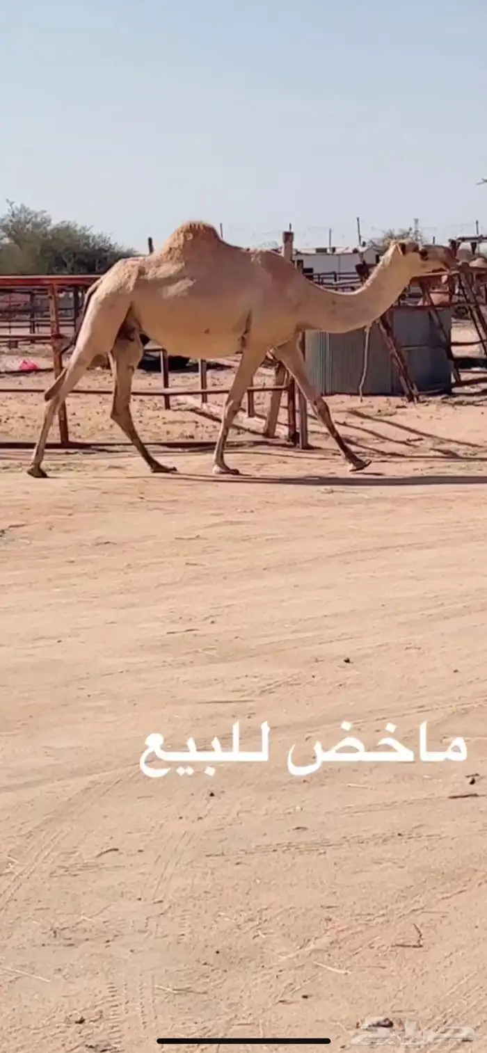 ابل مخض للبيع 0