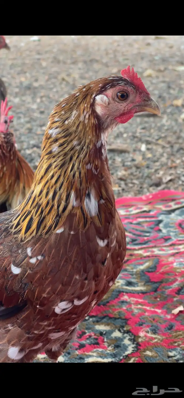 دجاج عربي ماكنتوش اصيل وفاخر ونادر للبيع 6