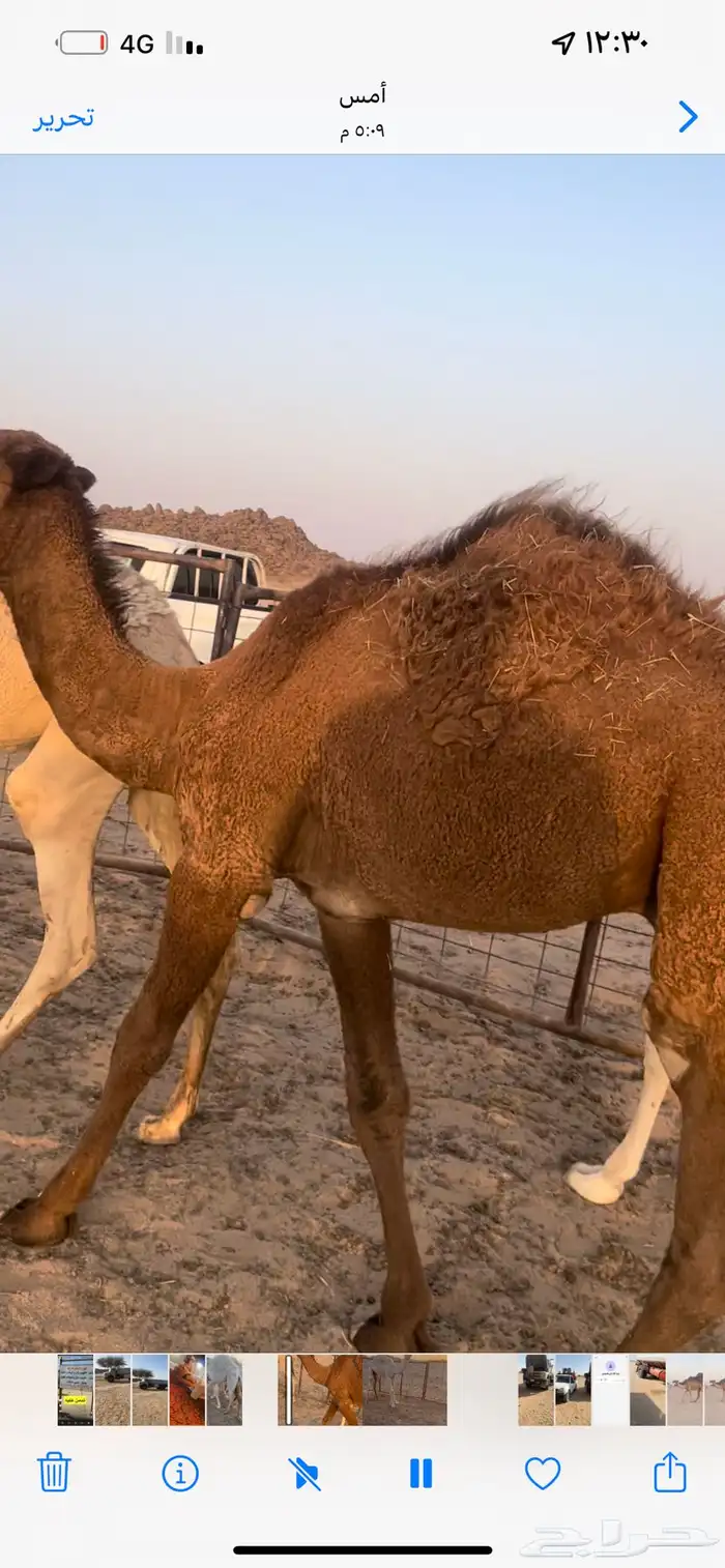 قعودين طيبه 2