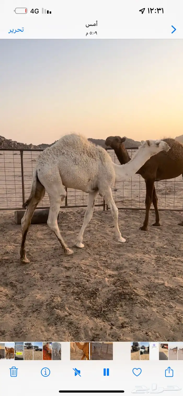 قعودين طيبه 1