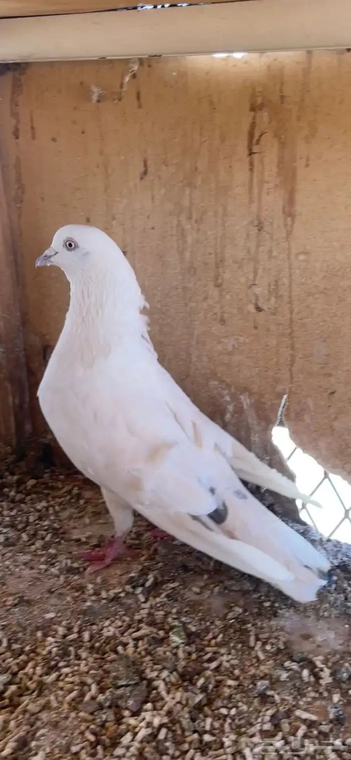 حمام باكستاني 0