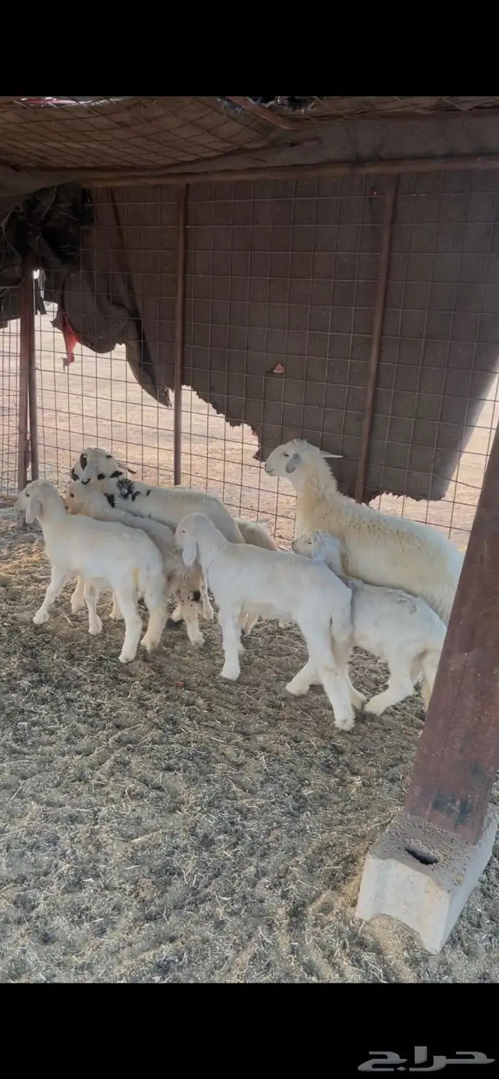 للبيع بهم حري 1