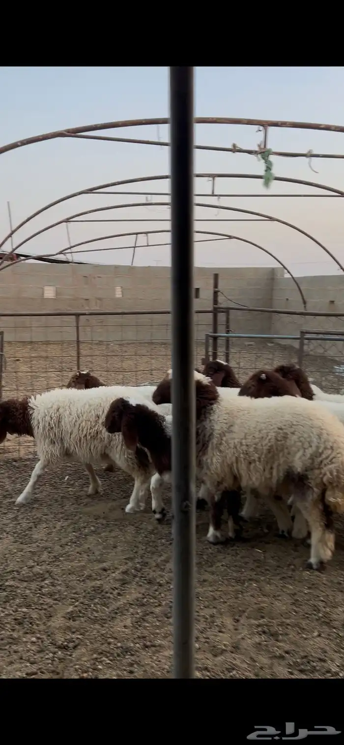 للبيع بهم طيب 4