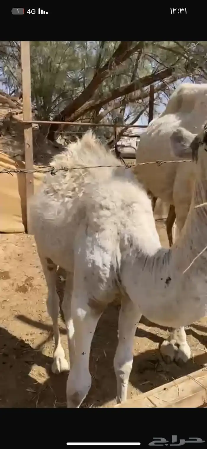 خلفه واحتمال انه القحه 4