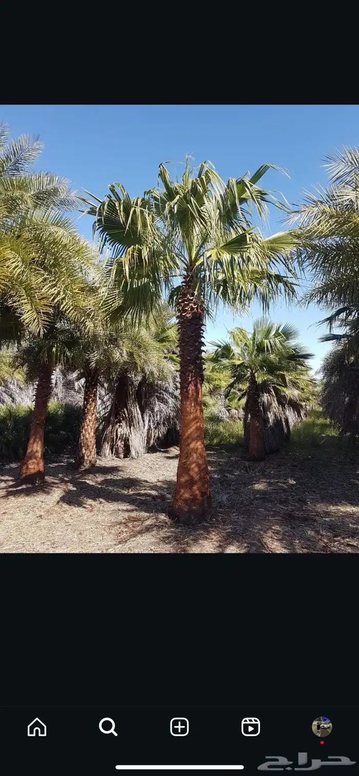 نخل واشنطني زينه نخيل 3