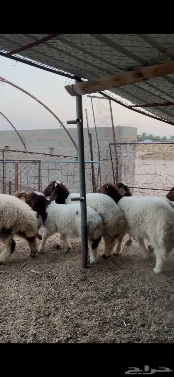 للبيع بهم طيب 5