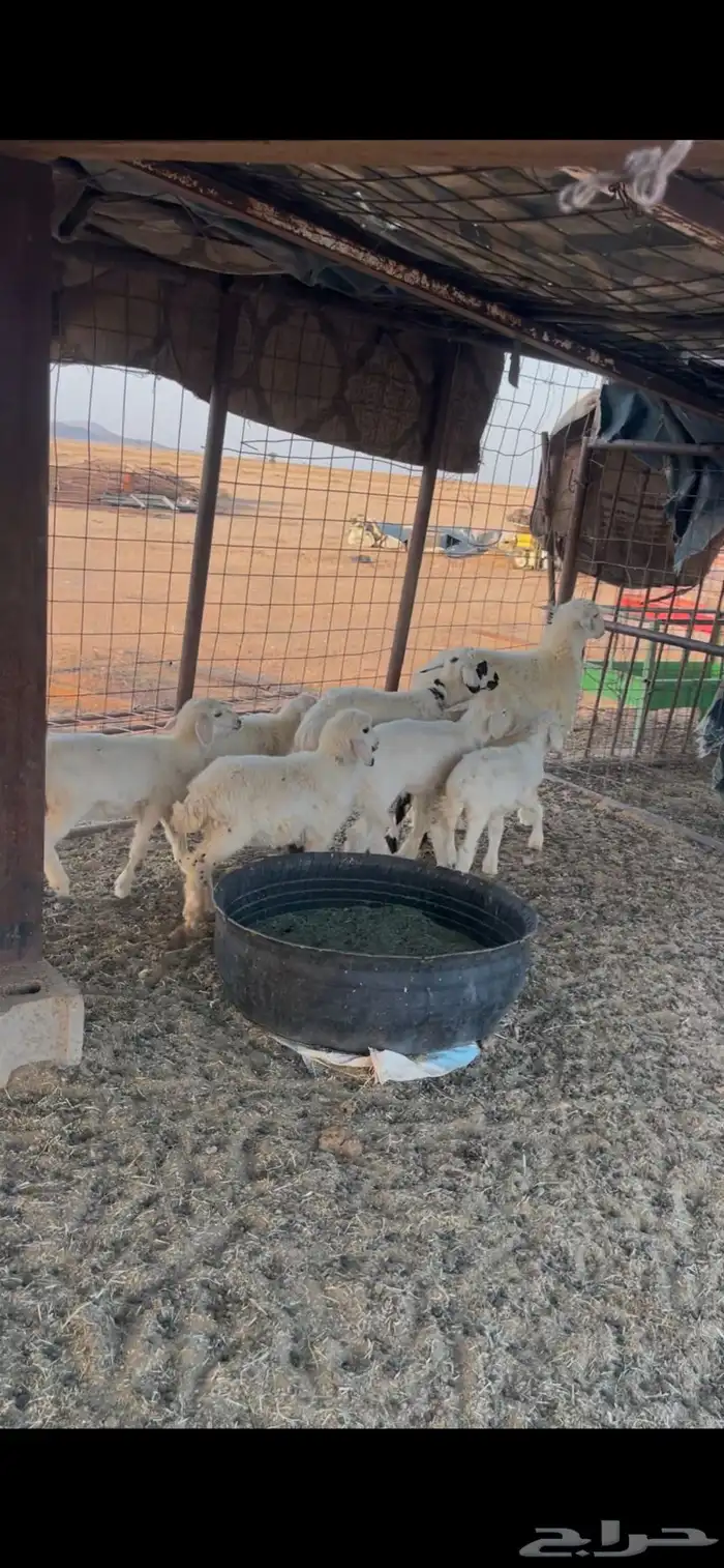 للبيع بهم حري 2