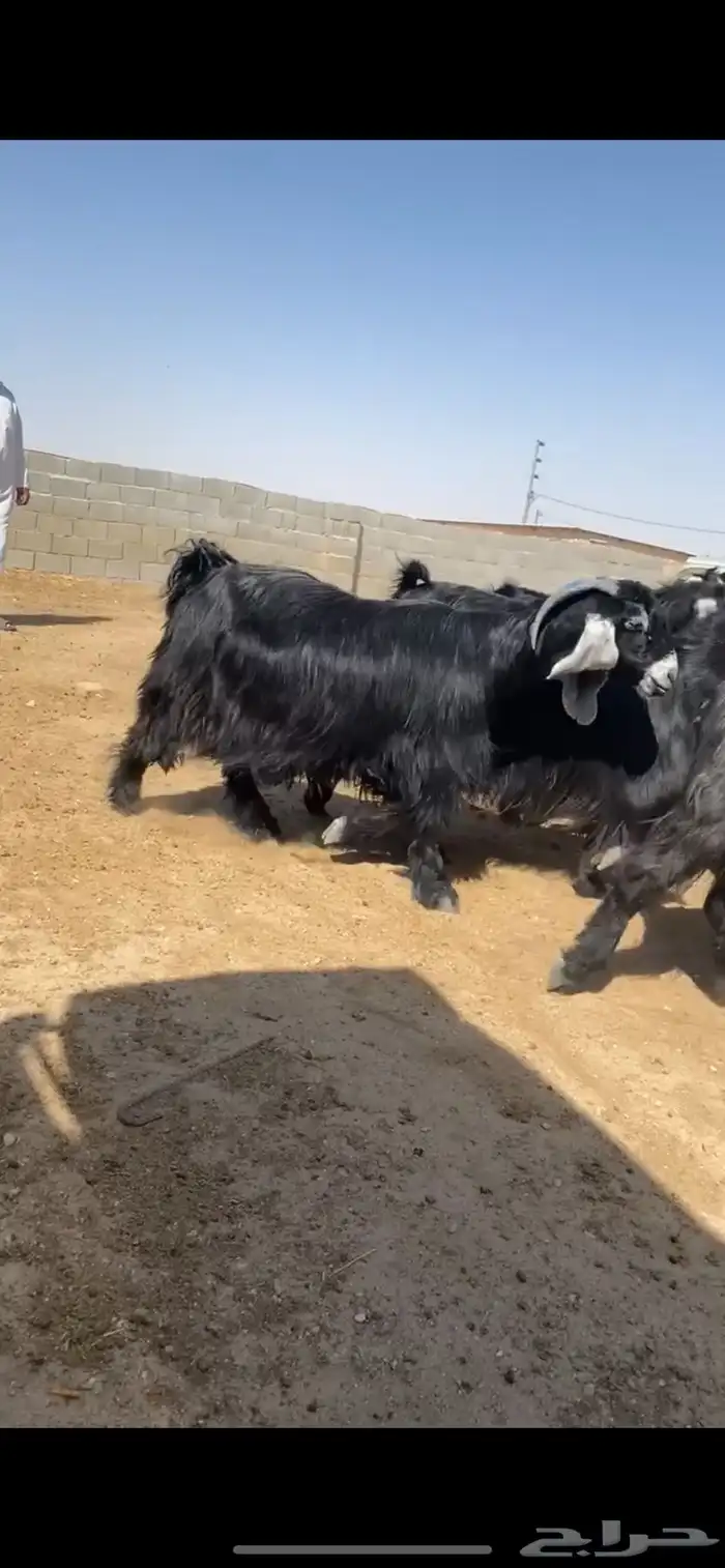 معزا عوارض 3