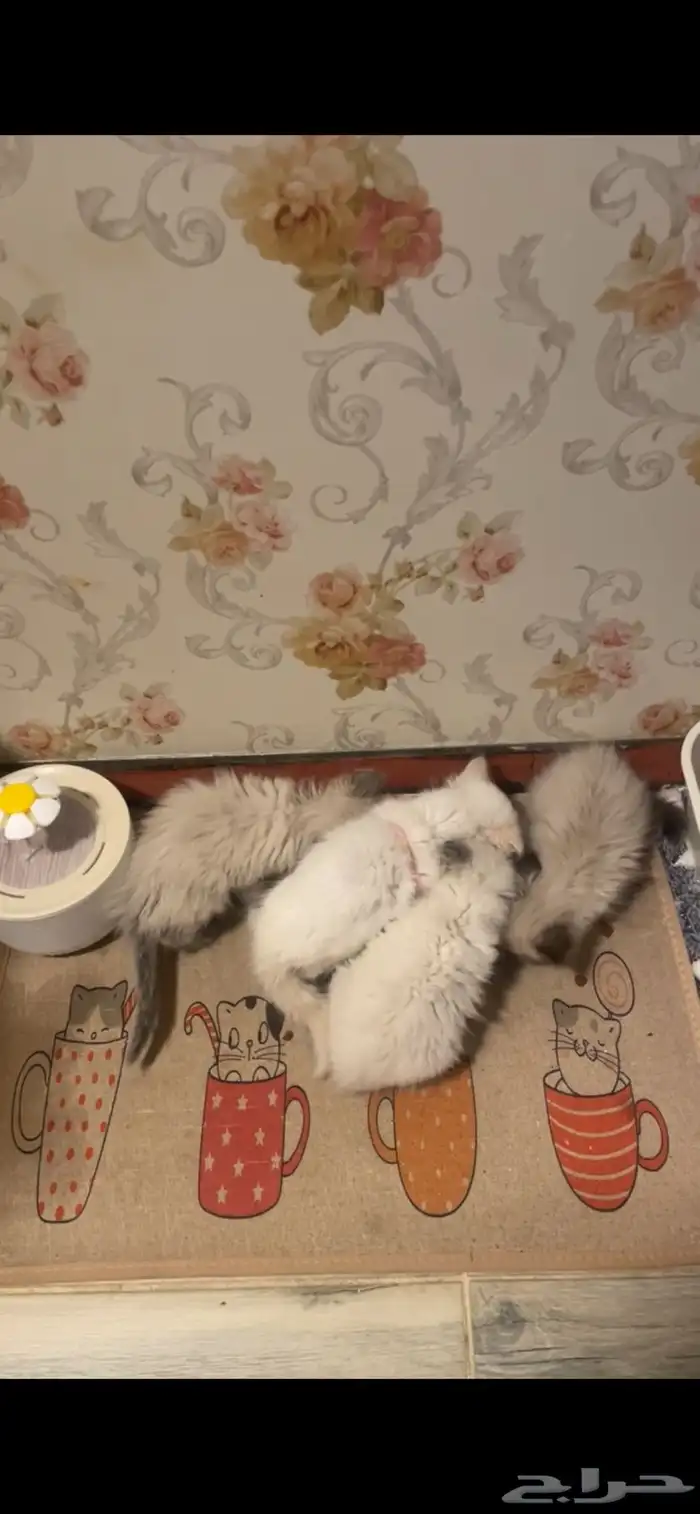 قطط الجبيل 0