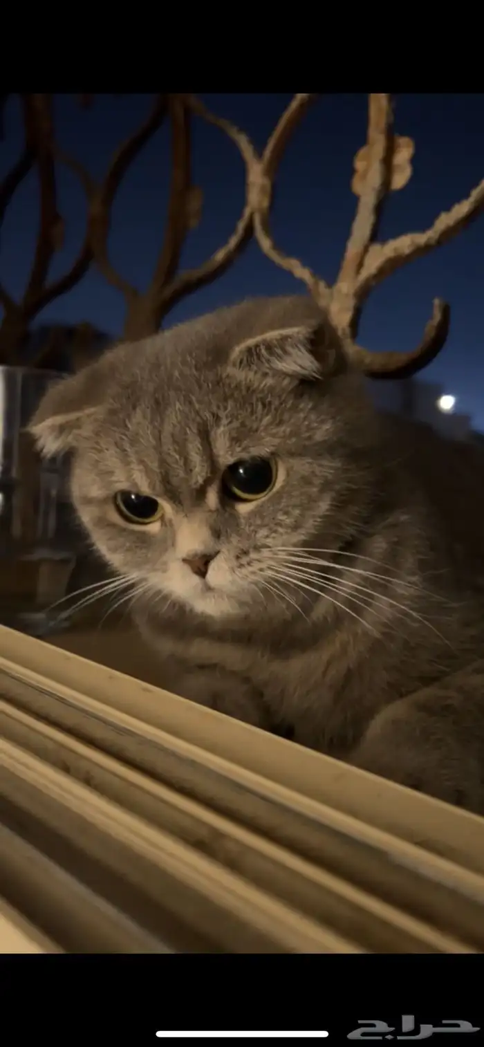 cat scotch fauld 2